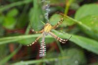 Argiope bruennichi