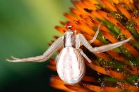 Runcinia grammica