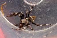 Araneus angulatus
