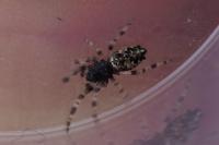 Cyclosa oculata