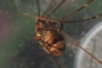 Leiobunum blackwallii