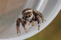 Evarcha arcuata