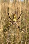 Argiope bruennichi