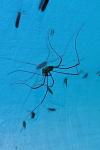 Opiliones