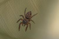 Evarcha arcuata