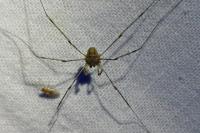 Dicranopalpus ramosus