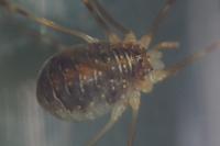 Opilio canestrinii