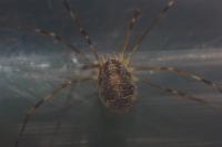 Opilio canestrinii