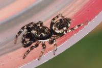 Salticus zebraneus