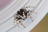 Salticus zebraneus