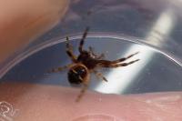 Synema globosum