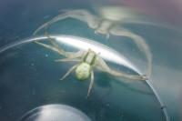 Misumena vatia