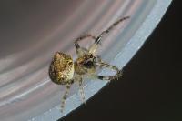 Gibbaranea gibbosa