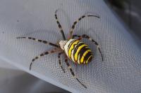 Argiope bruennichi