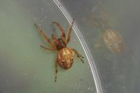 Larinioides cornutus