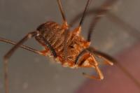 Phalangium opilio