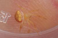 Araneus triguttatus / Araneus sturmi