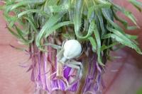 Misumena vatia