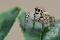 Carrhotus xanthogramma