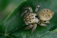 Carrhotus xanthogramma