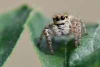 Carrhotus xanthogramma
