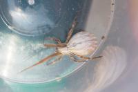 Uloborus walckenaerius
