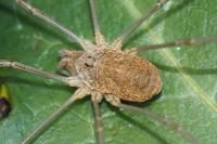 Opiliones
