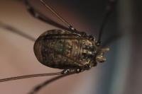 Leiobunum blackwallii