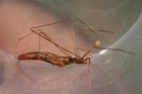 Rhomphaea rostrata