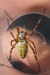 Argiope bruennichi