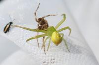 Ebrechtella tricuspidata