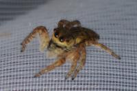 Carrhotus xanthogramma