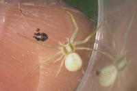 Misumena vatia