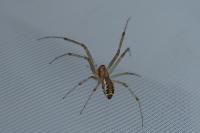 Linyphia triangularis