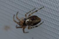 Cyclosa conica / Cyclosa algerica