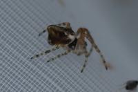 Cyclosa conica / Cyclosa algerica