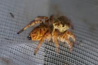 Carrhotus xanthogramma