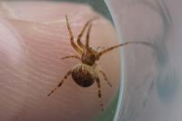 Agalenatea redii