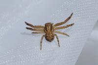Xysticus
