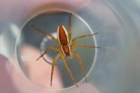 Dolomedes fimbriatus / Dolomedes plantarius