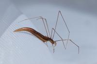 Rhomphaea rostrata