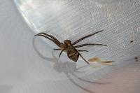 Tmarus