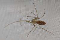Tetragnatha