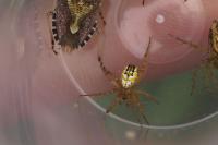 Mangora acalypha