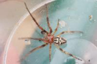 Larinioides cornutus