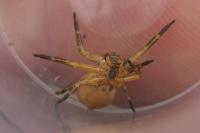 Xysticus