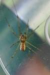 Linyphia triangularis