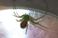 Diaea dorsata
