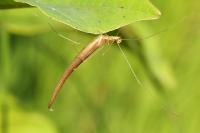 Rhomphaea rostrata