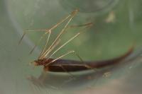 Rhomphaea rostrata